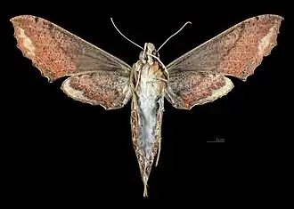 Female ventral