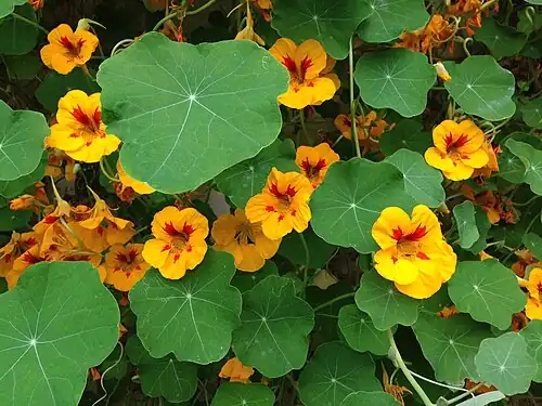 Flowering yellow and red T. majus