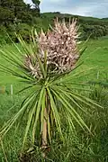 Whanake (cabbage tree)