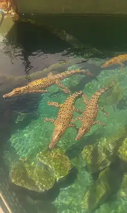 Saltwater crocodiles on display