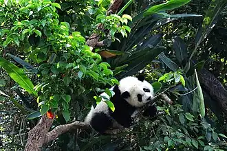 Giant Panda