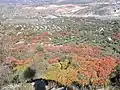 Cultivated R.&nbsp;coriaria with olive trees in Spain