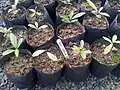 Seedlings in cultivation at Ferney