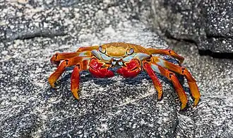 Baltra, Galapagos Islands