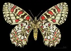 Female underside