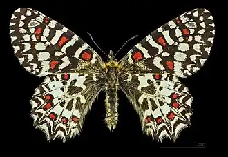 Male