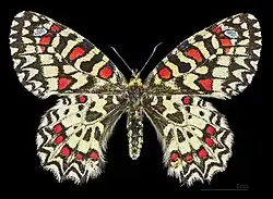 Female