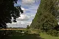 A wall of trees