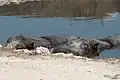 Hippopotamus