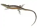 Zootoca vivipara