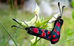 Mating pair