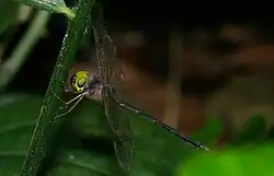 Male