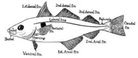 Haddocks have three.