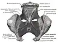 Pelvic region showing m. rectococcygeus.