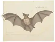 Drawing of bat