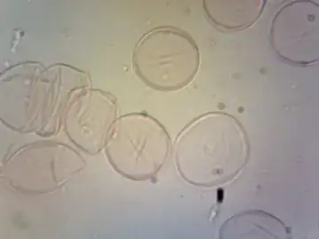 Pollen